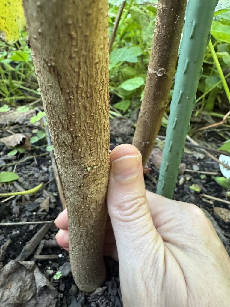 My thumb next to the bottom of a cotton stalk. It looks like the trunk of a sapling.