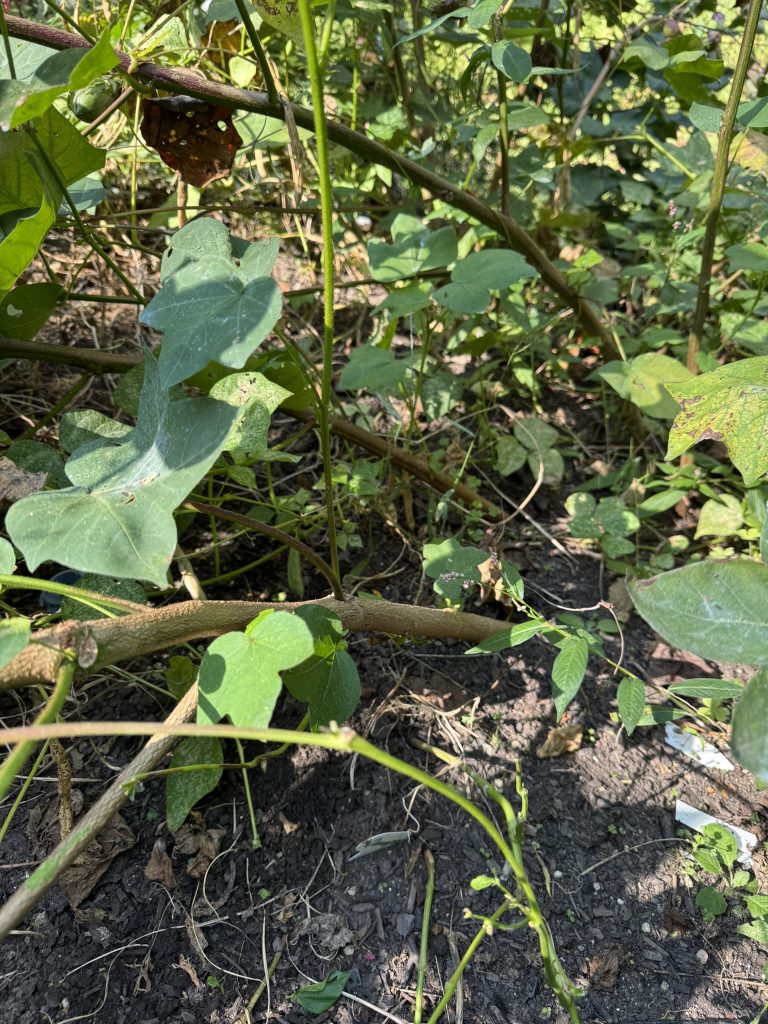 Cotton plants pulled earthward by bean vines