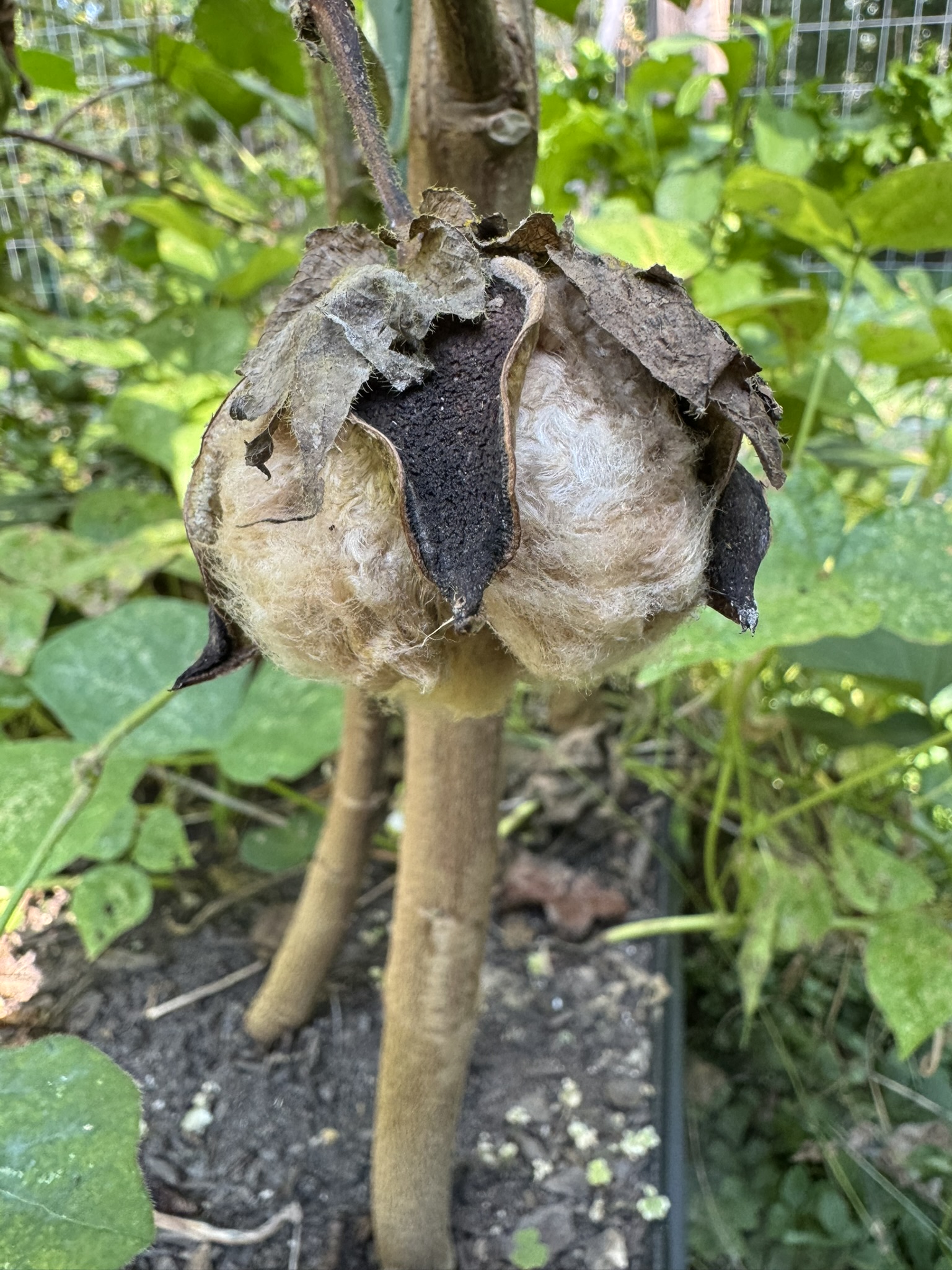 The Year of Random Cotton