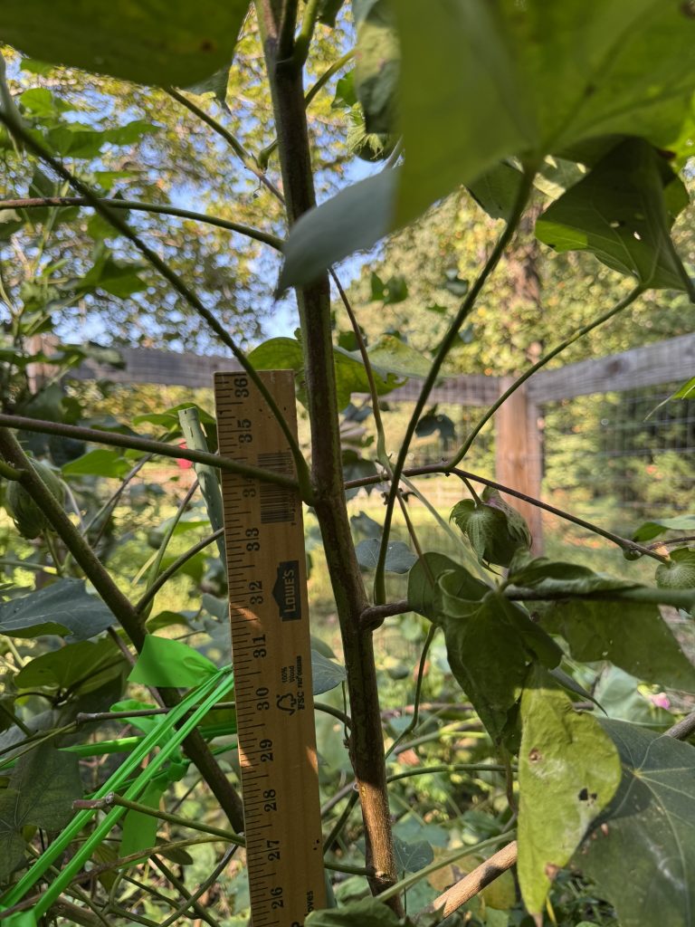 Cotton plant that's way taller than a yardstick
